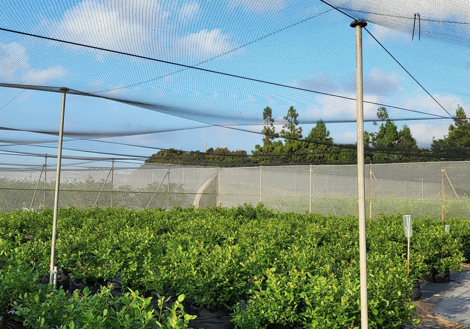 담양 블루베리 농장에서 일 체험하기