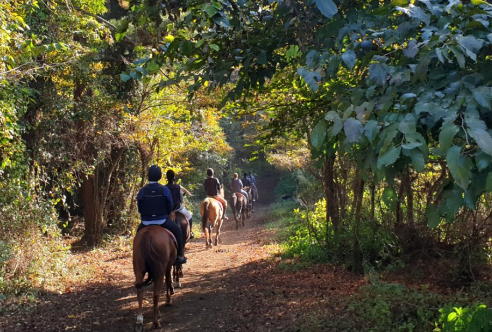 한라산 승마장에서 말과 함께하는 제주살이!